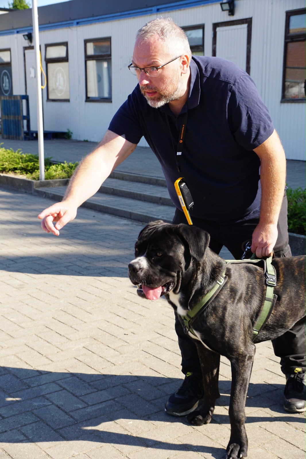 Blake, Cane Corso speurhond van B-SAR, samen met geleider Bruno tijdens training